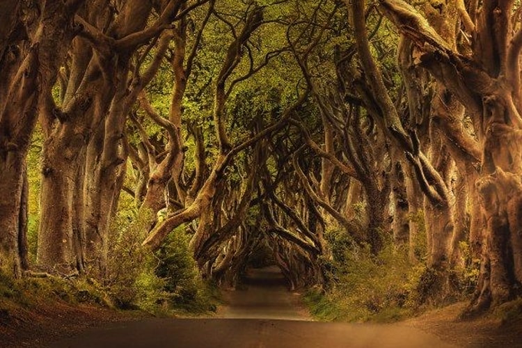 Hutan Hoia Baciu, Rumania